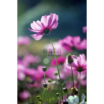fotomural flores silvestres rosa de ESTAhome