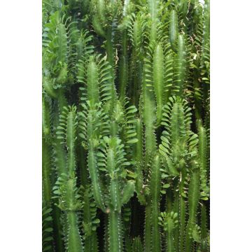 fotomural pared de cactus de la jungla tropical verde selva tropical de ESTAhome