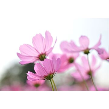 fotomural flores silvestres rosa de ESTAhome