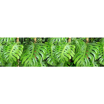 cenefa autoadhesiva hojas de la selva tropical verde de Sanders & Sanders