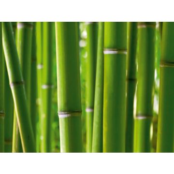 fotomural bamboo verde de Sanders & Sanders