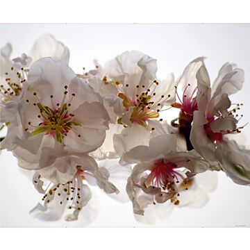 fotomural flores blanco y rosa de Sanders & Sanders