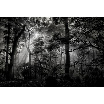 fotomural paisaje boscoso gris y negro de Sanders & Sanders