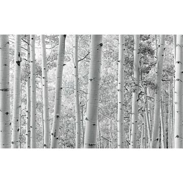 fotomural bosque blanco y negro de Sanders & Sanders